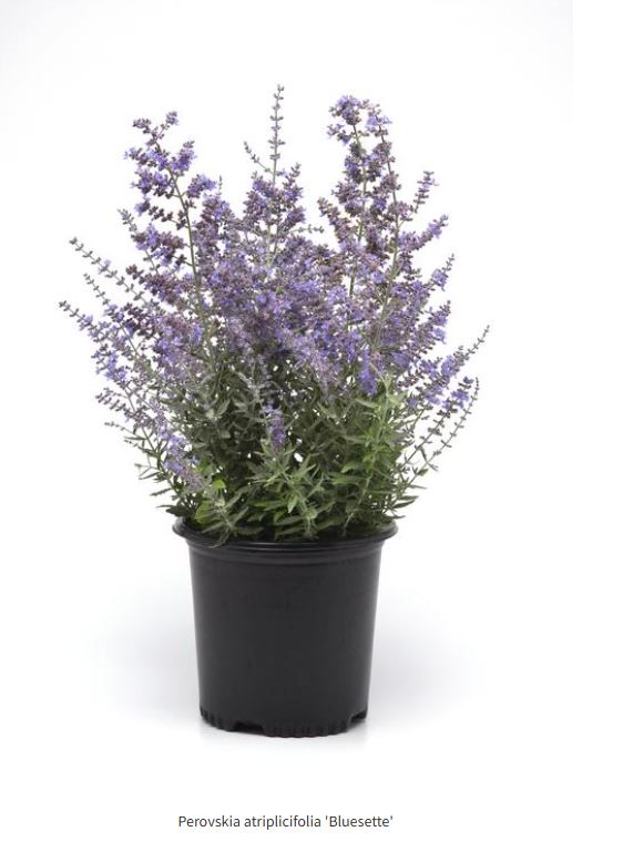 Perovskia atriplicifolia Bluesette Bluesette Rusian Sage