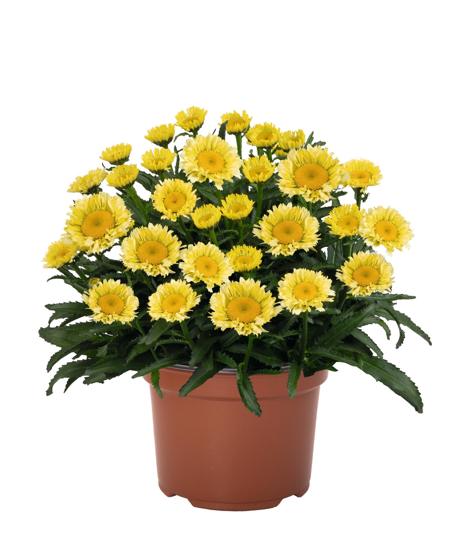 Leucanthemum maximum Sweet Daisy Izabel Shasta Daisy