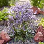 Limonium gmelinii Dazzle Rocks STE 10 PP33,240 Dazzle Rocks Sea Lavender