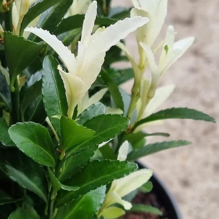 Euonymus japonicus Paloma Blanca Lankveld03 Paloma Blanca Euonymus