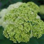 Hydrangea arborescens Invincibelle Sublime SMNHRL USPP 34,418, Can PBRAF Invincibelle Sublime Hydrangea