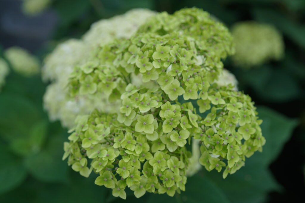 Hydrangea arborescens Invincibelle Sublime SMNHRL USPP 34,418, Can PBRAF Invincibelle Sublime Hydrangea