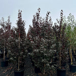 Prunus cerasifera Crimson Pointe Cripoizam PPAF Crimson Pointe Flowering Plum