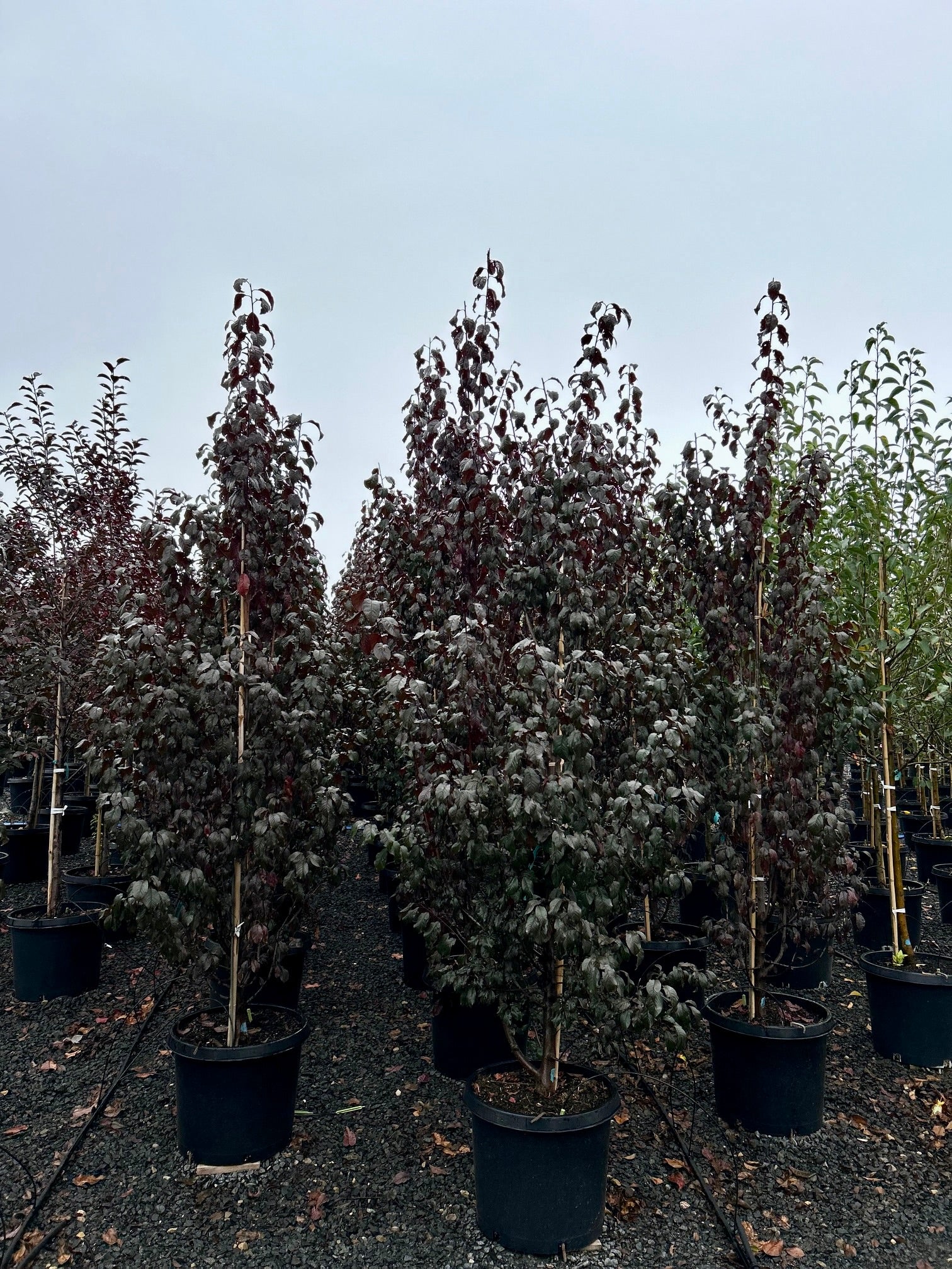 Prunus cerasifera Crimson Pointe Cripoizam PPAF Crimson Pointe Flowering Plum