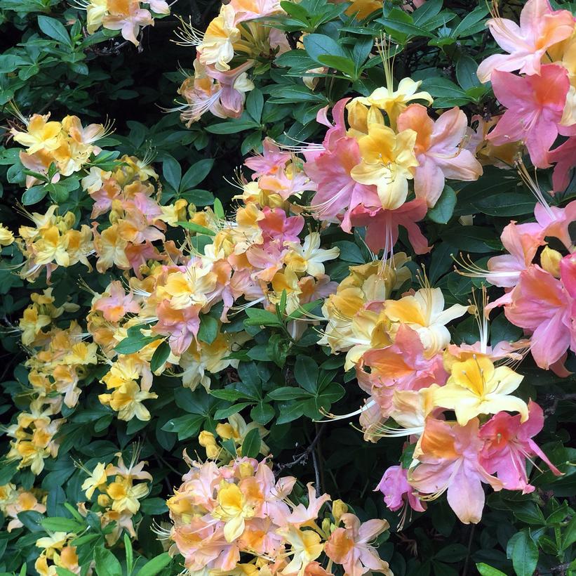 Azalea Garden Rainbow Garden Rainbow Azalea