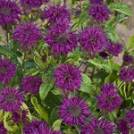 Monarda didyma Purple Rooster Bee Balm