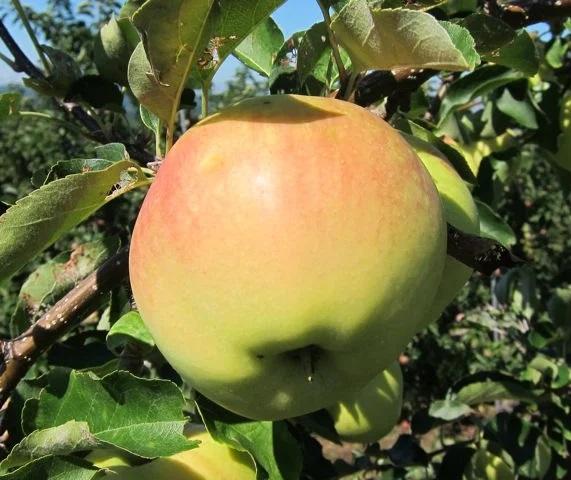 Apple Ginger Gold Apple Ginger Gold
