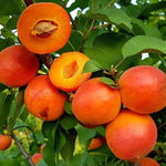 Apricot Harostar Harostar Apricot