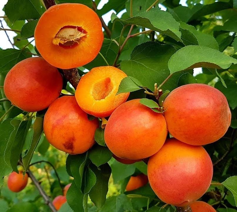 Apricot Harostar Harostar Apricot