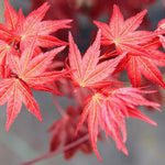 Acer palmatum Beni Maiko Beni Maiko Japanese Maple