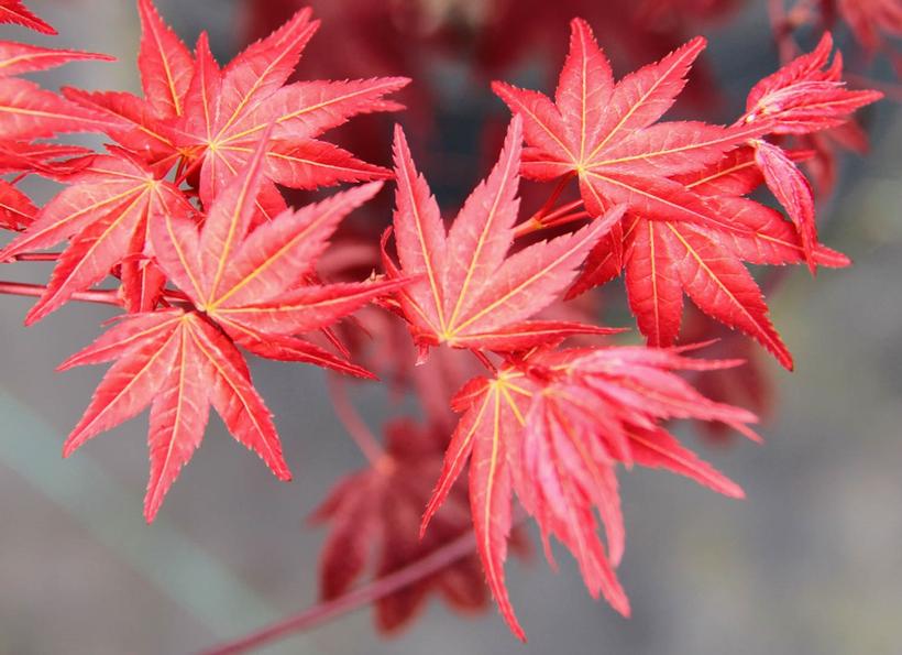 Acer palmatum Beni Maiko Beni Maiko Japanese Maple