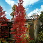 Acer palmatum Tsukasa Silhouette Tsukasa Silhouette Columnar Japanese Maple