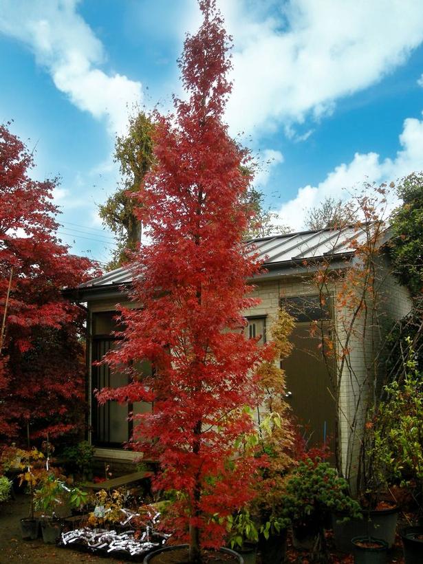 Acer palmatum Tsukasa Silhouette Tsukasa Silhouette Columnar Japanese Maple