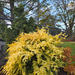 Chamaecyparis obtusa Night Light Conschlect PP24666 Night Light Hinoki Cypress