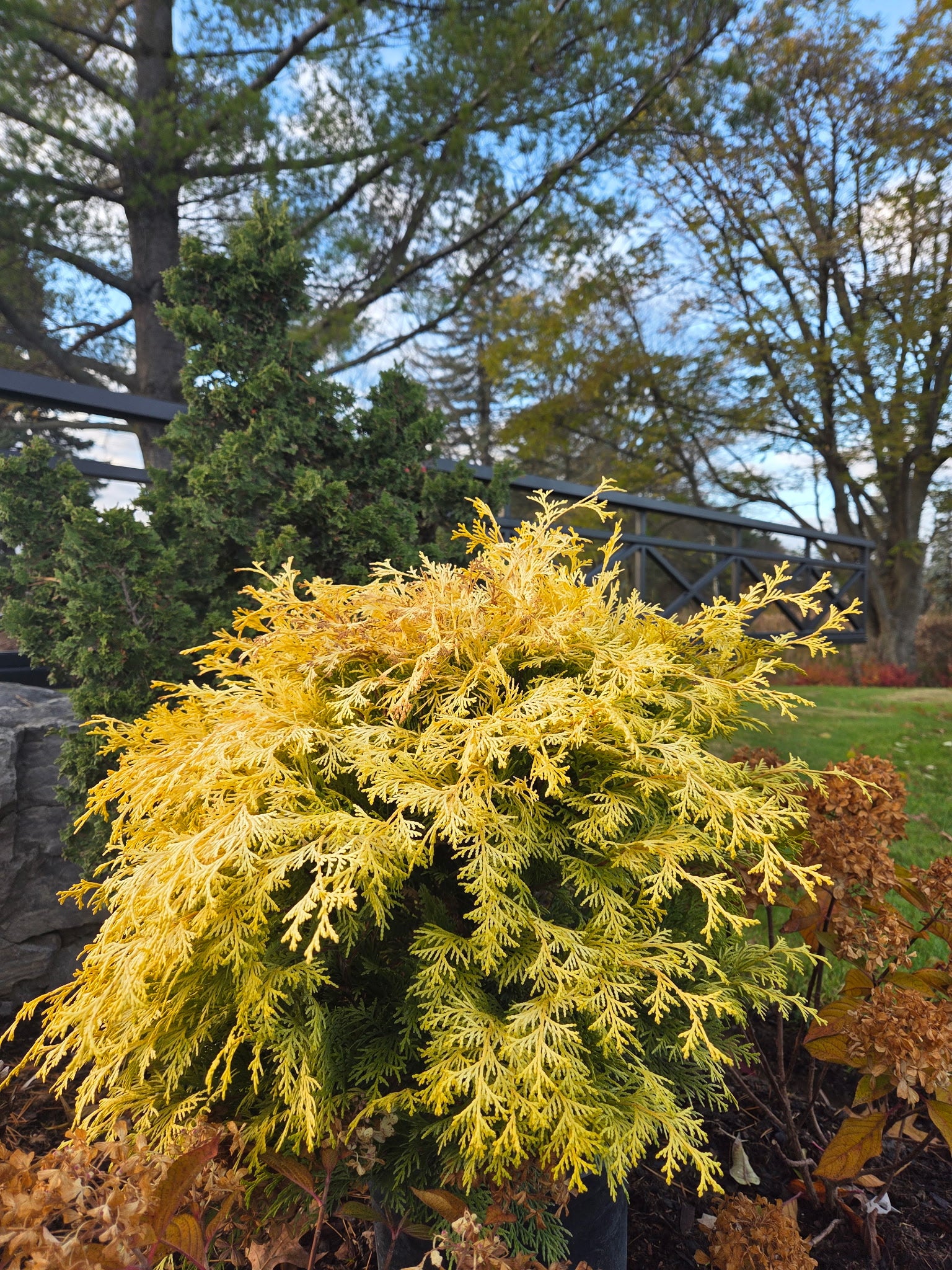 Chamaecyparis obtusa Night Light Conschlect PP24666 Night Light Hinoki Cypress