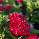 Hydrangea macrophylla Cherry Go Round Hokomaburlac USPPAF, CPBRAF Cherry Go Round Big Leaf Hydrangea