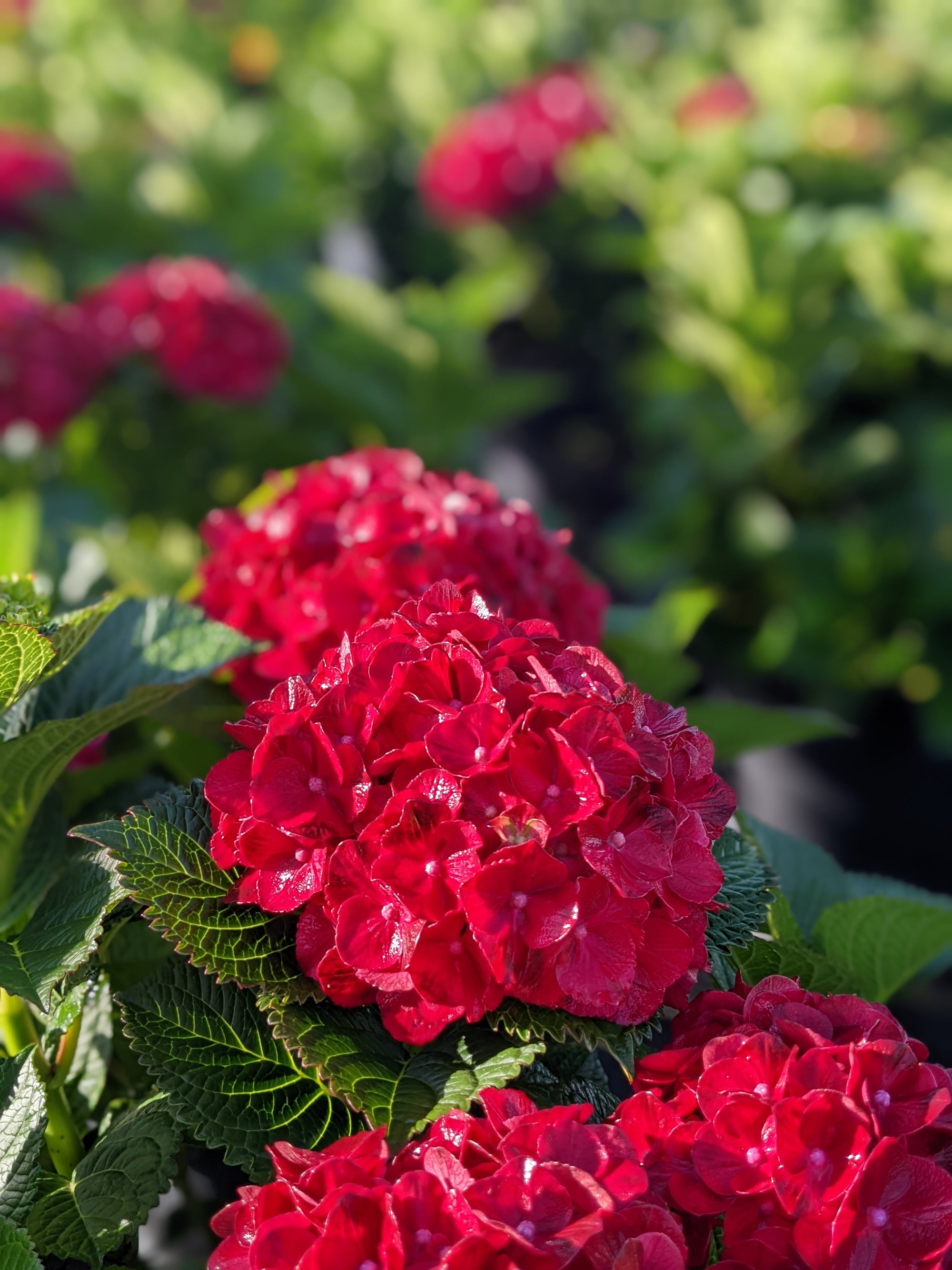 Hydrangea macrophylla Cherry Go Round Hokomaburlac USPPAF, CPBRAF Cherry Go Round Big Leaf Hydrangea