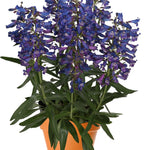 Penstemon barbatus Pristine Blue Beardtongue