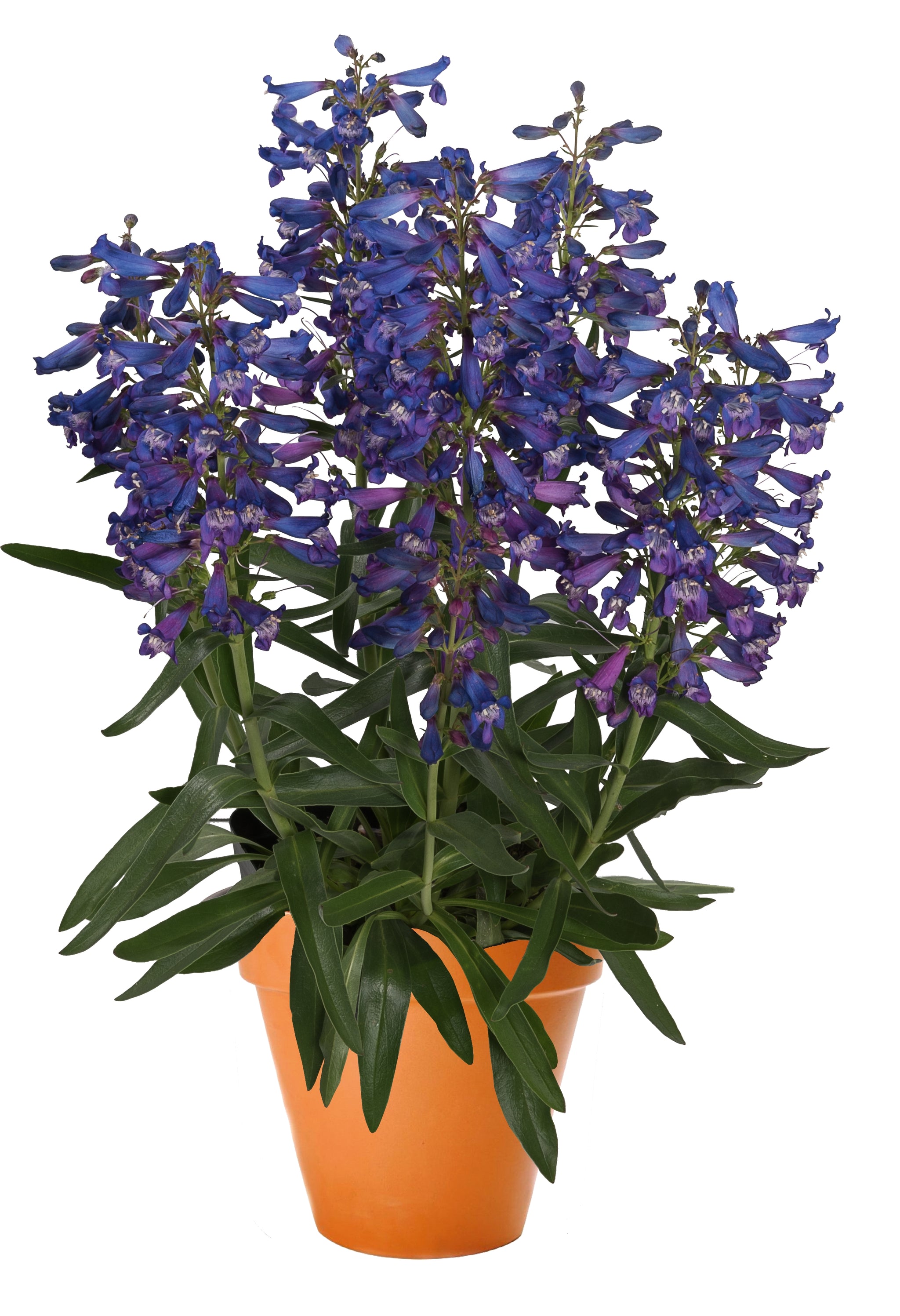 Penstemon barbatus Pristine Blue Beardtongue