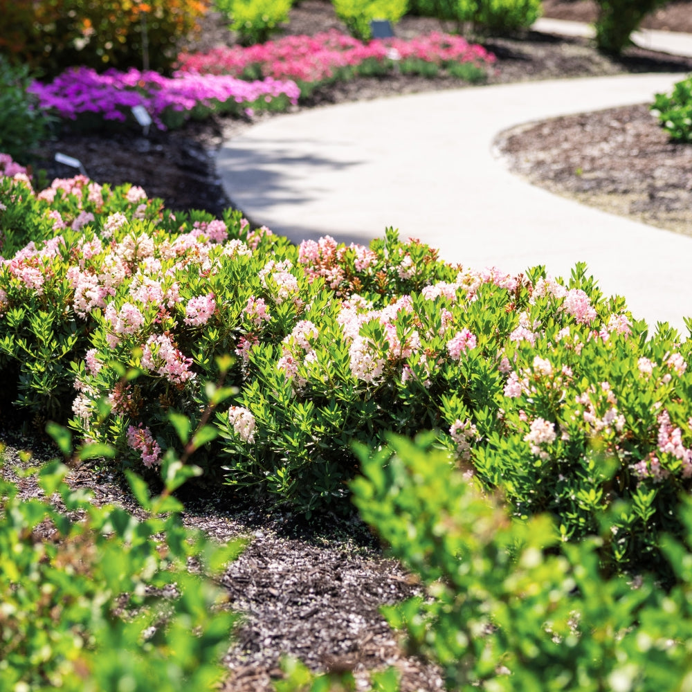 Rhododendron x Bloombux Blush Microhirs 3 USPP28473 Bloombux Blush Rhododendron