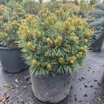 Pinus koraiensis Blue Ball Dwarf Korean Pine