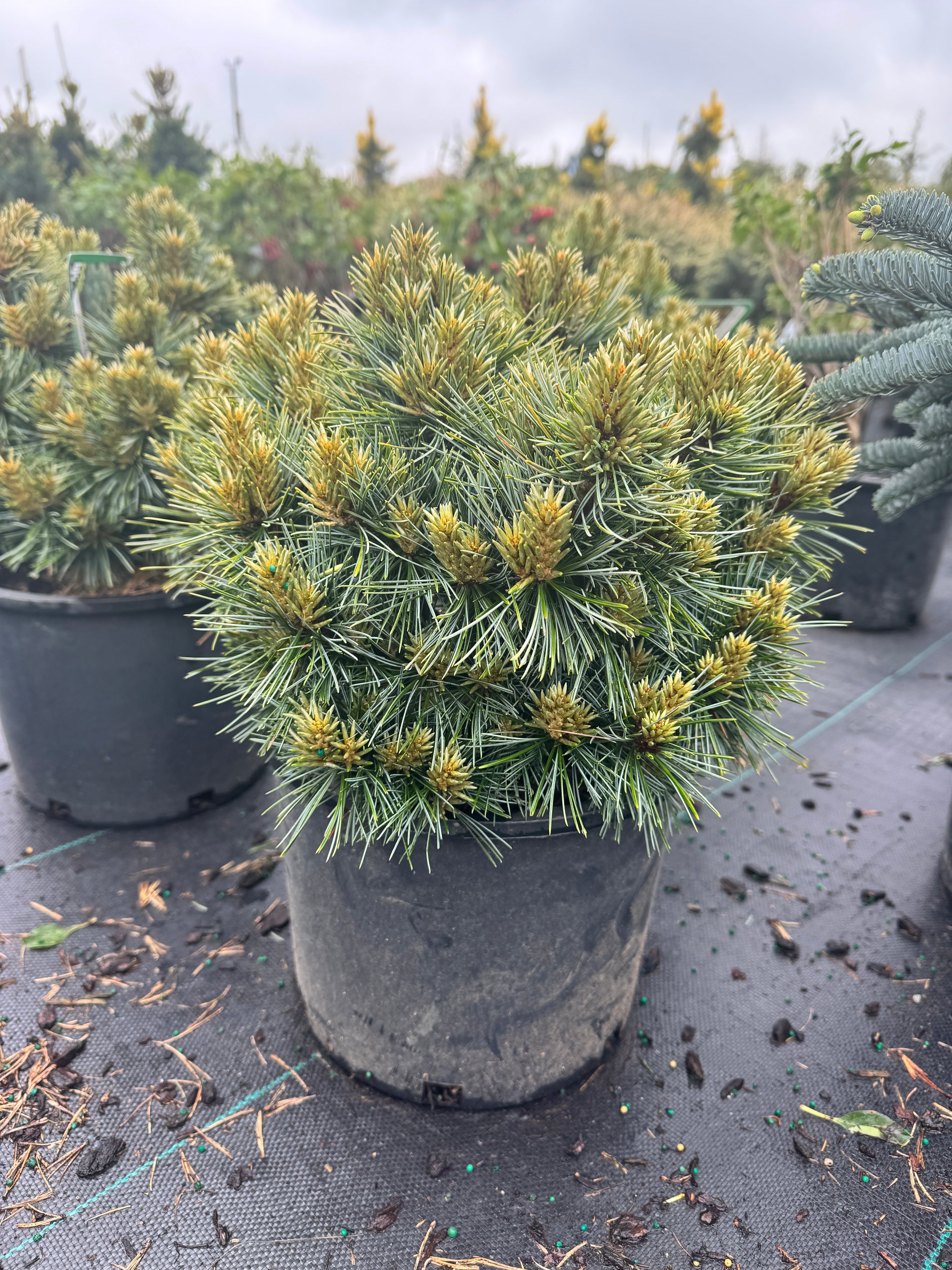Pinus koraiensis Blue Ball Dwarf Korean Pine