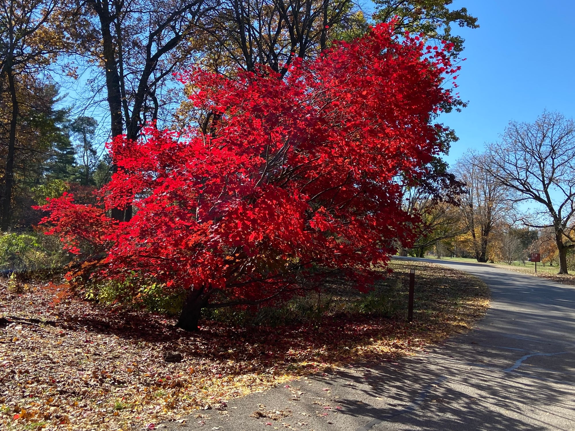Acer x Morning Starburst Morton UW Morning Starburst Maple