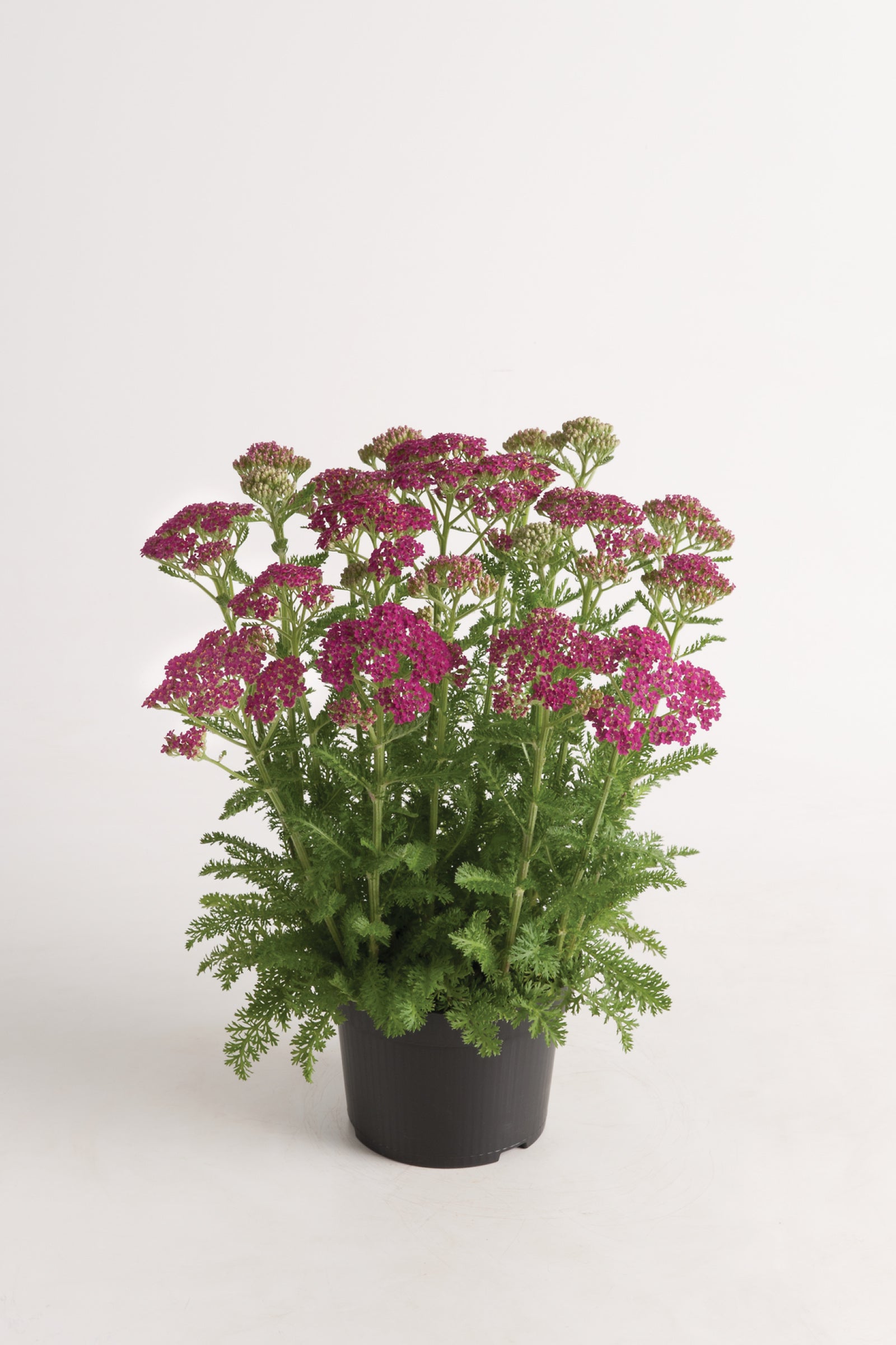 Achillea millefolium Milly Rock Rose PP31,620 Yarrow