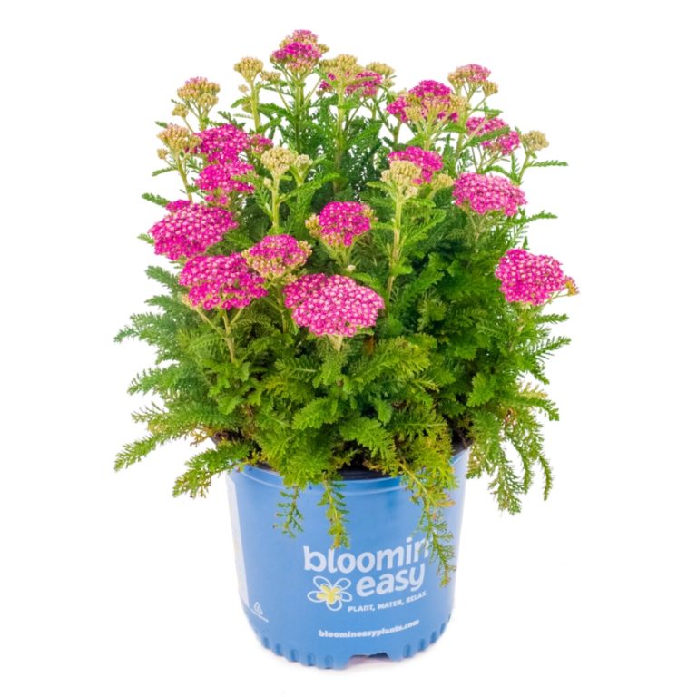 Achillea millefolium Milly Rock Rose FLORACHRO1 PP31,620 Yarrow