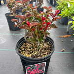 Lagerstroemia Cherry Mocha USPP28281 Cherry Mocha Crapemyrtle