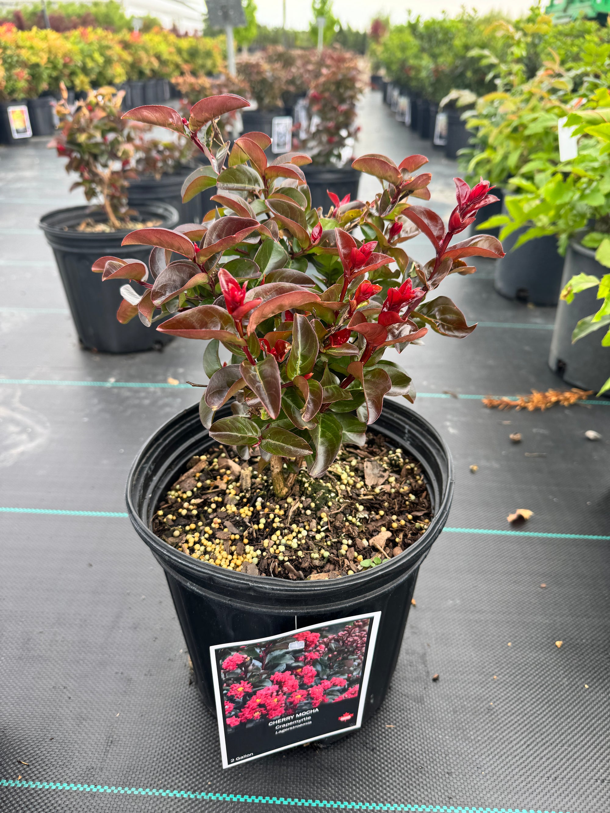 Lagerstroemia Cherry Mocha USPP28281 Cherry Mocha Crapemyrtle
