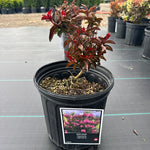 Lagerstroemia Dark Roast PP32954 Dark Roast Crapemyrtle