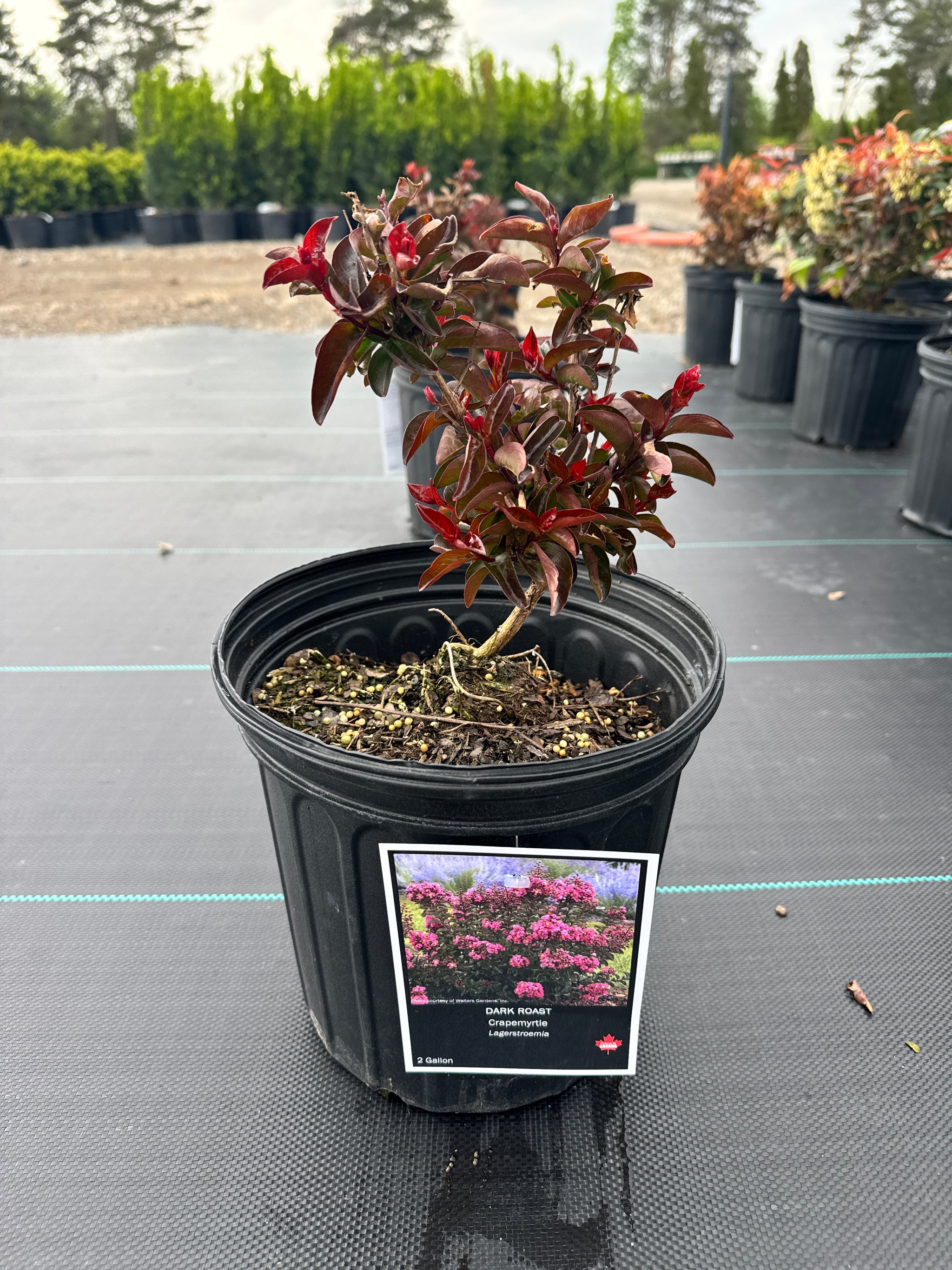 Lagerstroemia Dark Roast PP32954 Dark Roast Crapemyrtle