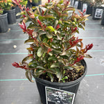 Lagerstroemia Like a Latte PP28778 Like a Latte Crapemyrtle