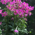 Anemone lesseri Spring Beauty Pink PP32,199 Snowdrop Anemone Spring Beauty Pink