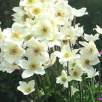 Anemone lesseri Spring Beauty White PP32,200 Spring Beauty White Snowdrop Anemone