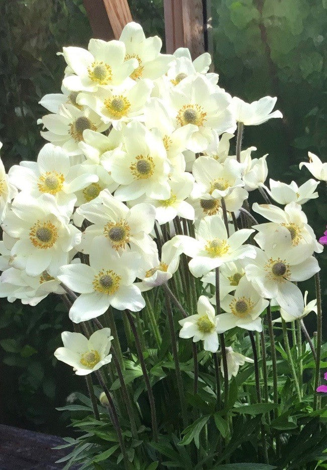 Anemone lesseri Spring Beauty White PP32,200 Spring Beauty White Snowdrop Anemone