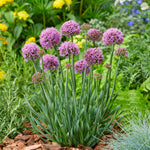 Allium x Little Sapphire Ornamental Onion Little Sapphire