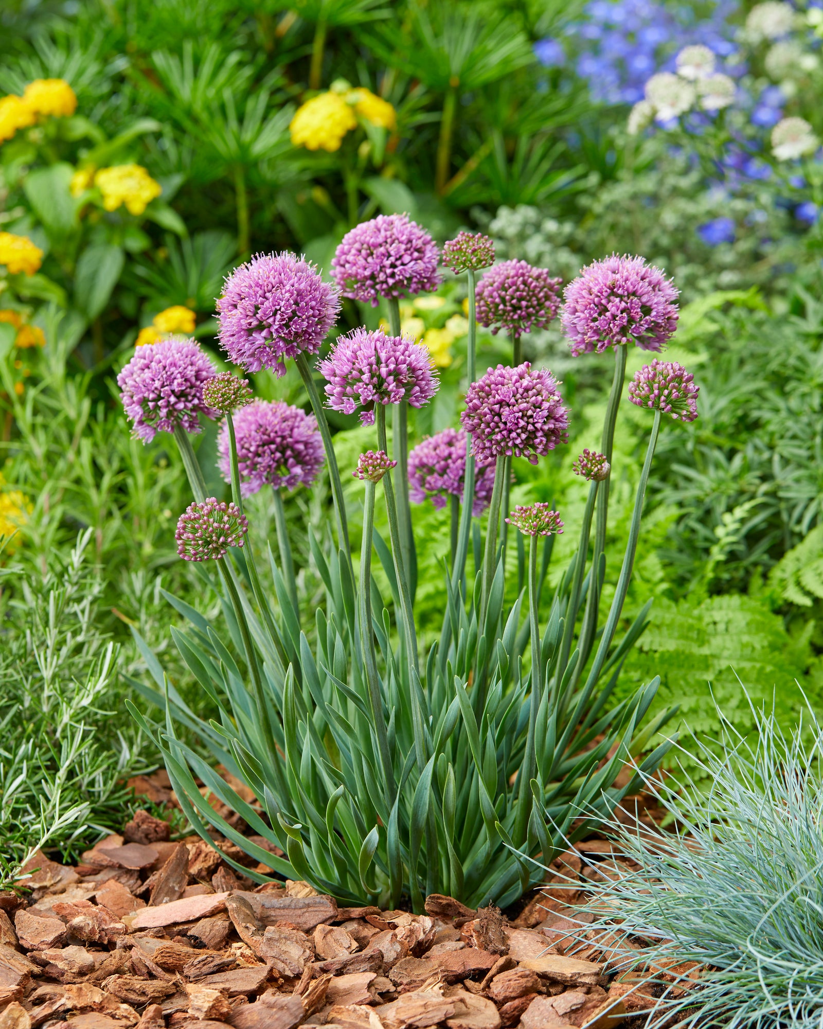 Allium x Little Sapphire Ornamental Onion Little Sapphire