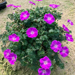 Geranium sanguineum Frivolius Purple Bloody Cranesbill Frivolius Purple