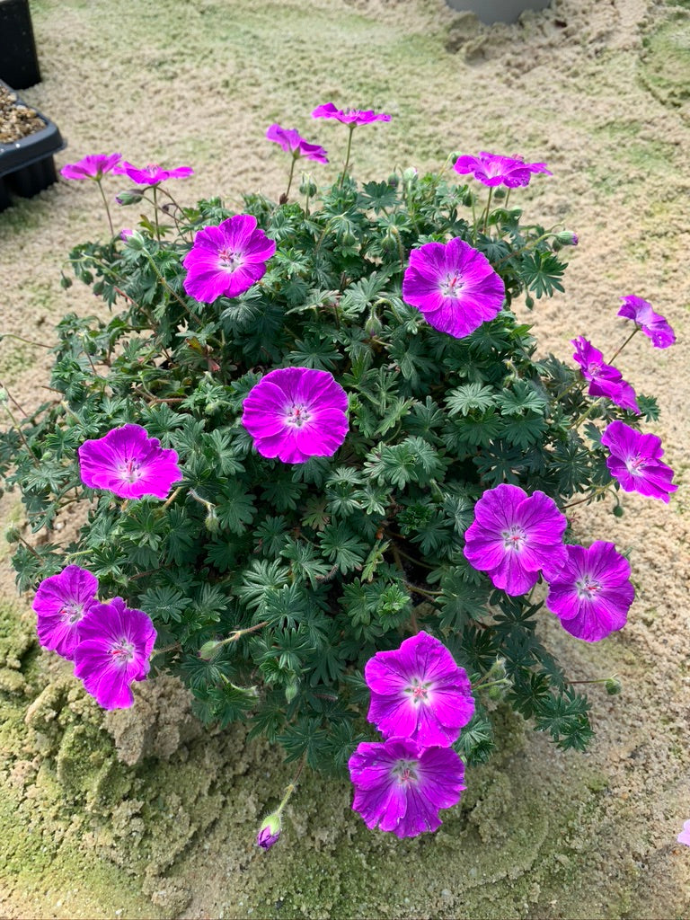 Geranium sanguineum Frivolius Purple Bloody Cranesbill Frivolius Purple