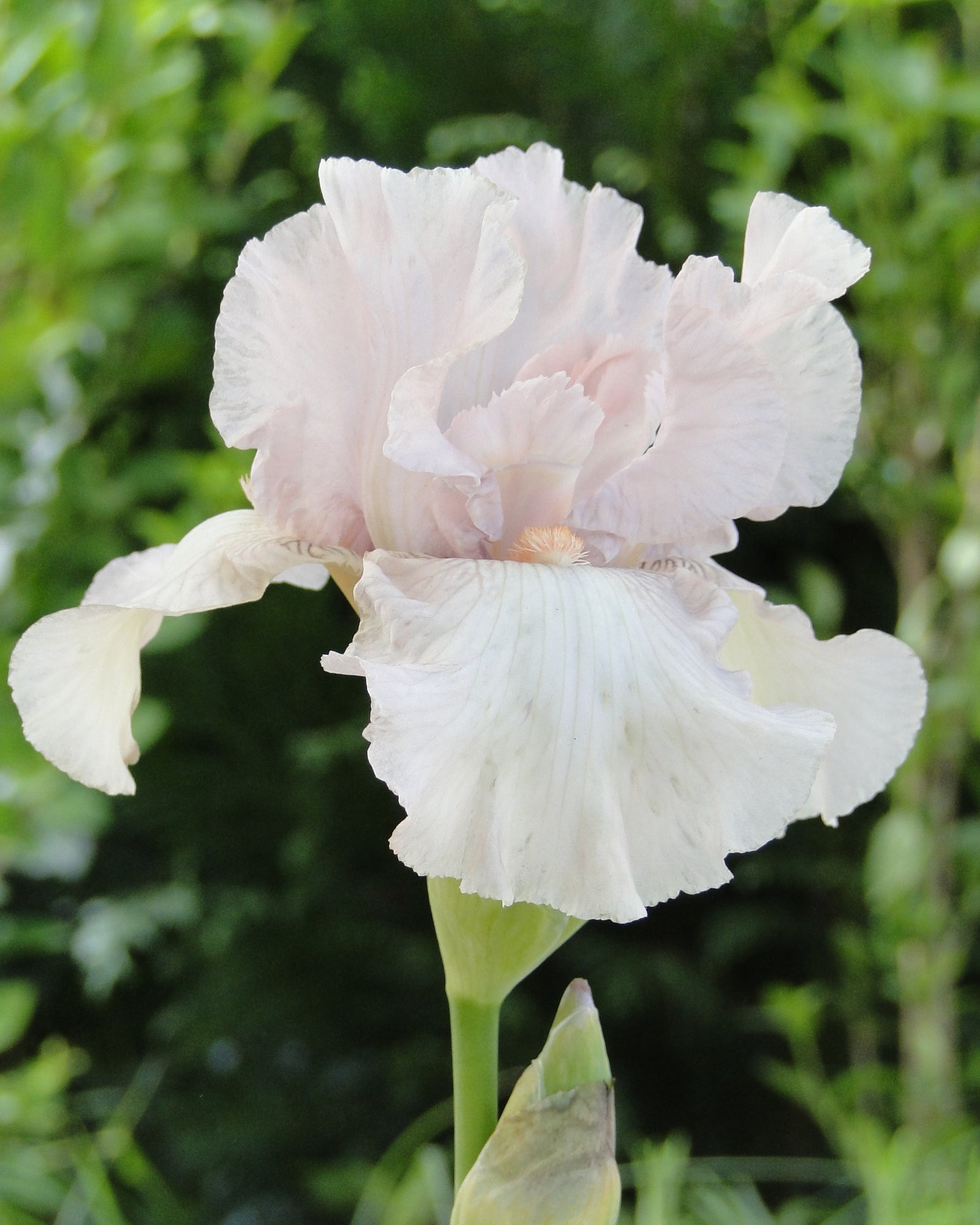 Iris germanica Cherished Bearded Iris Cherished