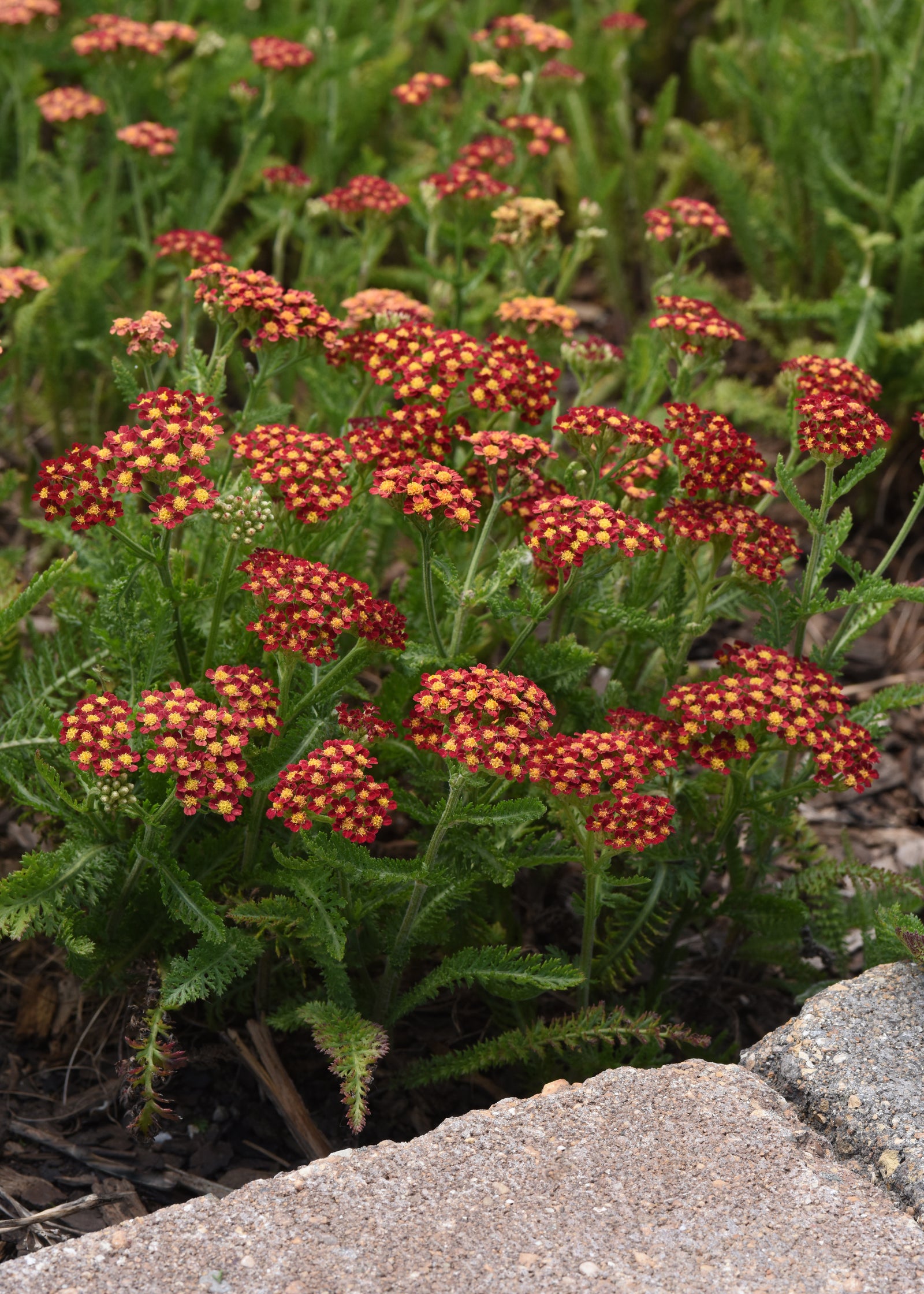 Achillea millefolium Milly Rock Red PP31,757 Yarrow Milly Rock Red
