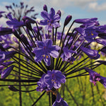 Agapanthus x Black Buddhist Lily of the Nile Black Buddhist