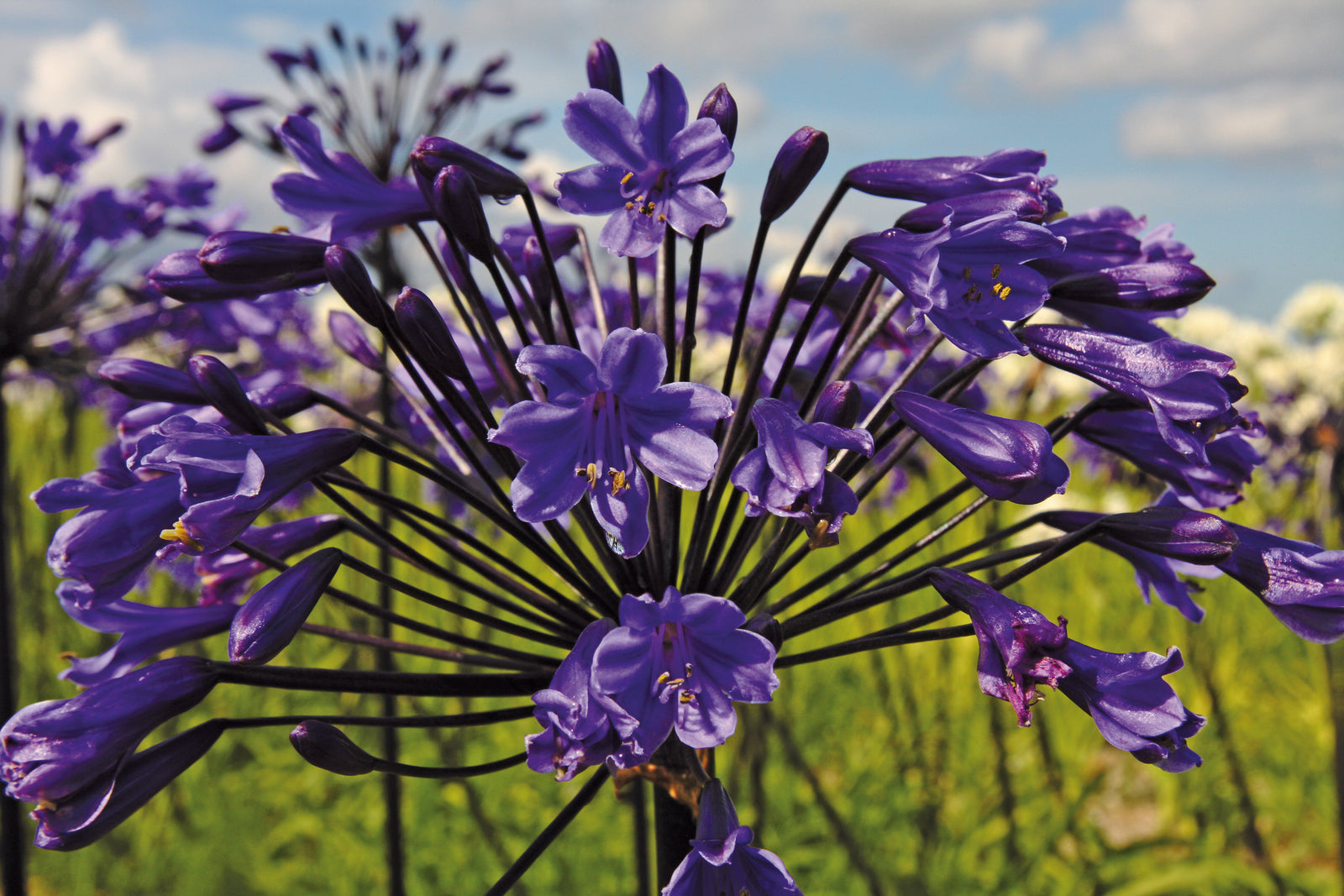 Agapanthus x Black Buddhist Lily of the Nile Black Buddhist