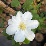 Clematis Toki Toki Clematis