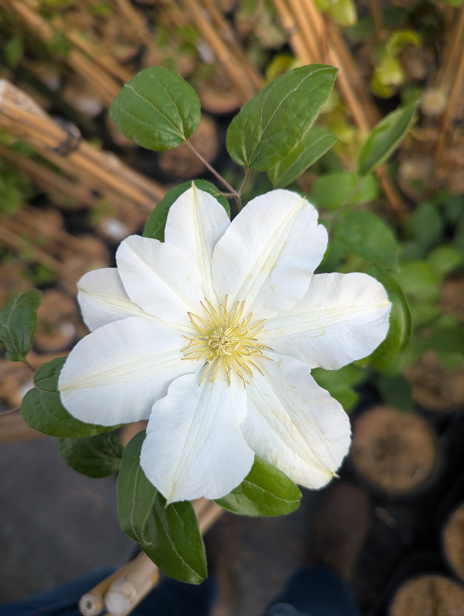 Clematis Toki Toki Clematis