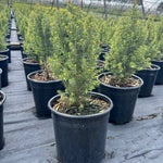 Picea glauca Kolmschagi Spruce It Up PP30662 Spruce It Up Dwarf Alberta Spruce