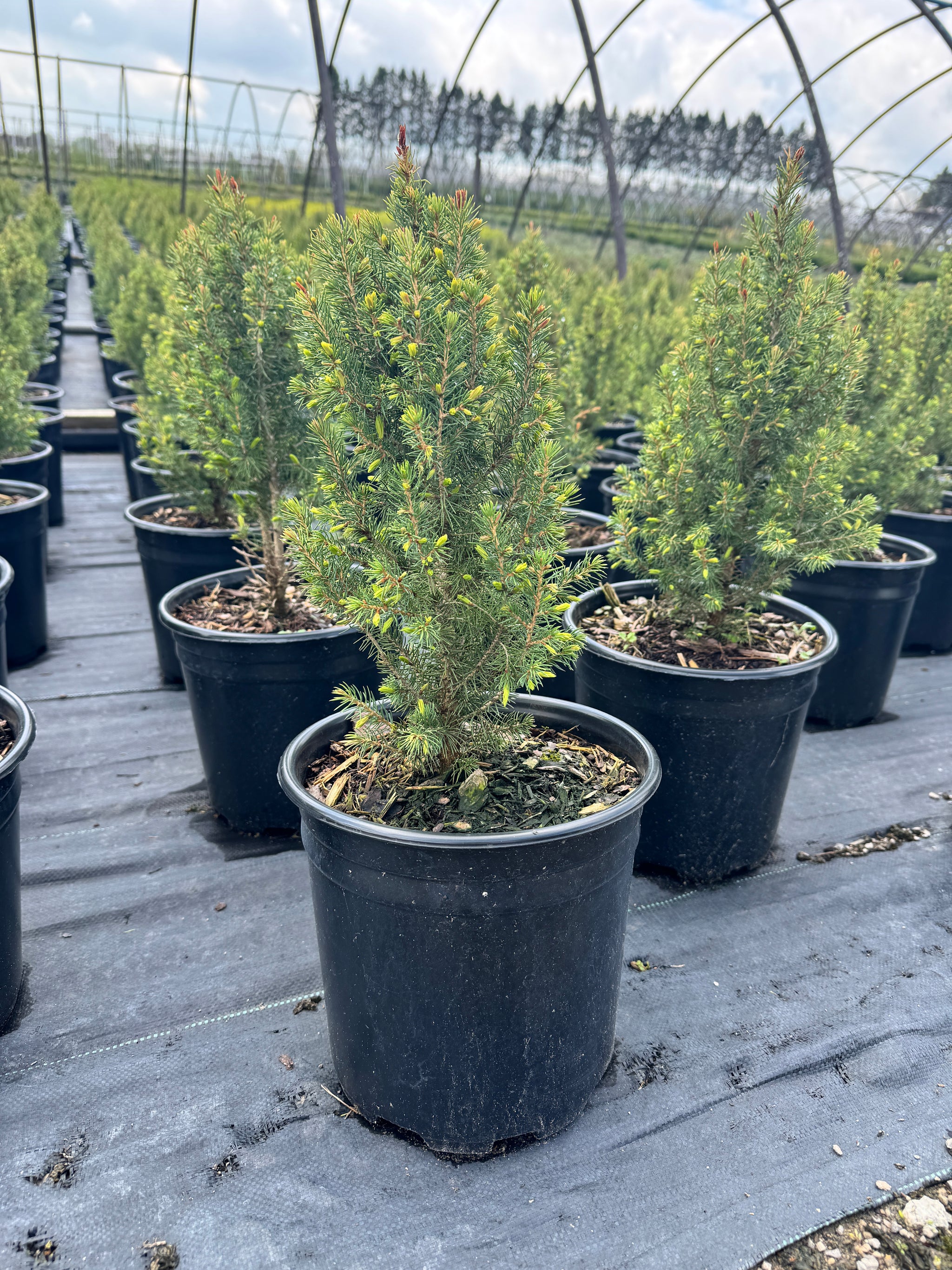 Picea glauca Kolmschagi Spruce It Up PP30662 Spruce It Up Dwarf Alberta Spruce