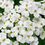 Arabis caucasica Little Treasure White Little Treasure White Rock Cress